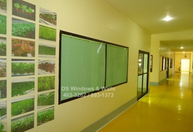 Apple green venetian blinds